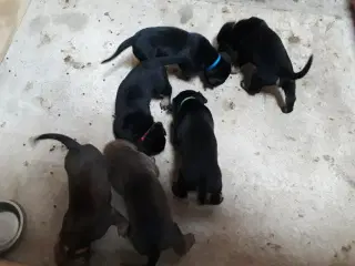 Hvalpe. Søger ny hjem. Cane Corso / Rottweiler