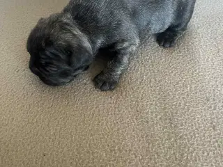 Fransk bulldogs 