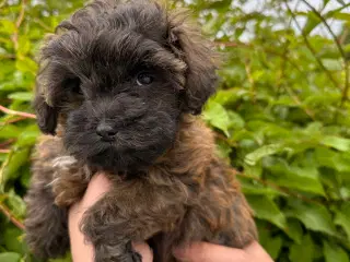 Teacup Maltipoo dreng 