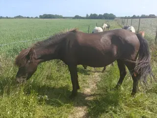 Sporty islænderhoppe