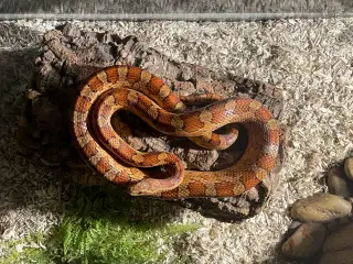 Kornsnoge med terrarie