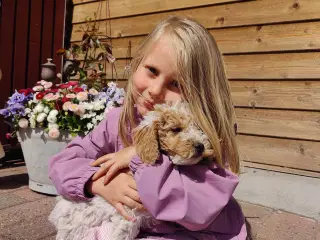 Skønne Cockerpoo hvalpe søger søde familier
