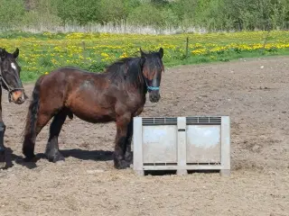 2årig Jyskhest hingst sælges