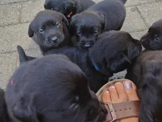 Labrador hvalpe 