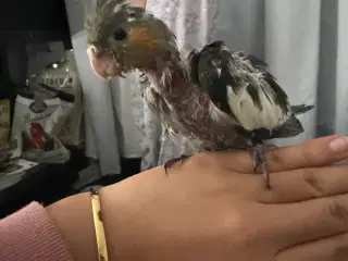 100 Tam nymfeparakit unge