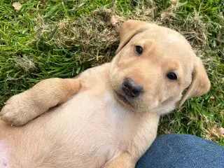 Racerene RED FOX labrador af bedste familliehunde 