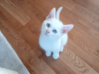 Maincoon blanding