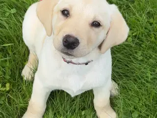 Labrador med stamtavle 