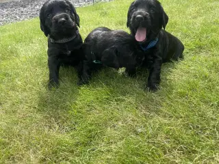 Ft. Cocker spaniel