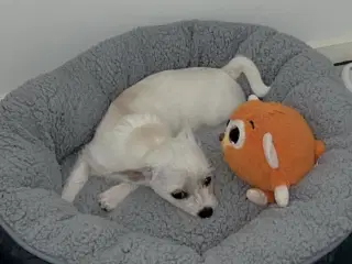 Sød chihuahua blanding 