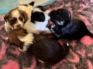 Bichon Havanais hvalpe sælges. 4 uger