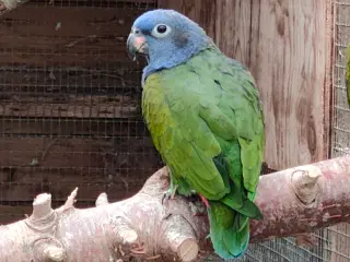 Blåhovedet pionus 