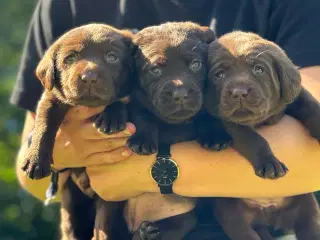 Labrador Hvalpe med stamtavle 