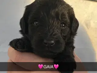 GOLDENLABRADOODLE