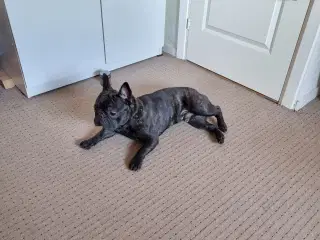 Fransk bulldog