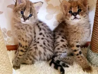 Savannah kat til salg og serval kat til adoption