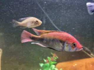 Cichlider Ruby Green 