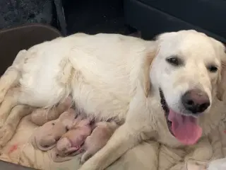 11 stk Golden retriver Hvalpe