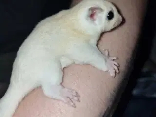 Sugar Glider