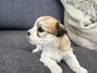 Lhasa apso - Coco