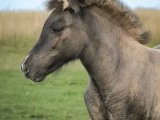 Smukkeste islænder hoppeføl!