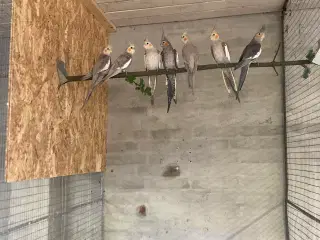 Nymferparekitter unger
