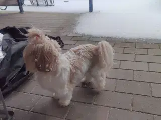 Søger ren Shih Tzu han til parring 