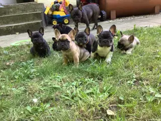 Fransk bulldog hvalpe