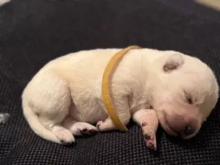 Super dejlige hvalpe 