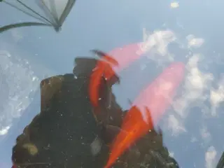 Kæmpe guldfisk