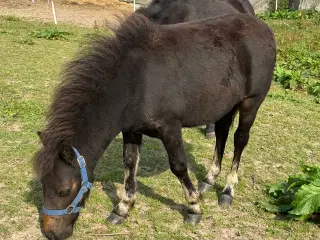 Shetlænder hingsteføl til salg