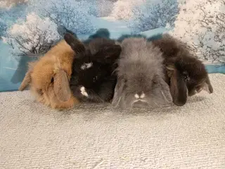 Vaccineret Lionlop unge, piger & drenge 