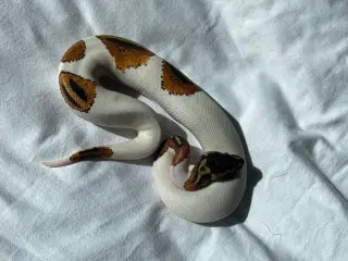 Pied Yellowbelly 1.0 2024