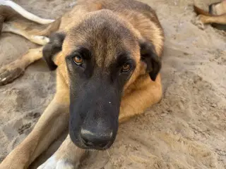 Toby søger familie! 🩵