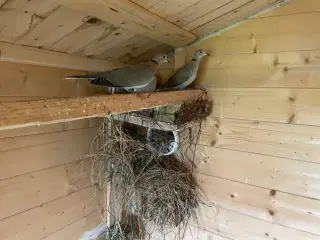 Afrikanske trylleduer/latterduer sælges.  