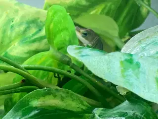 Grøn Anolepar med udstyr