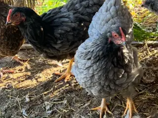 2 wyandot høner