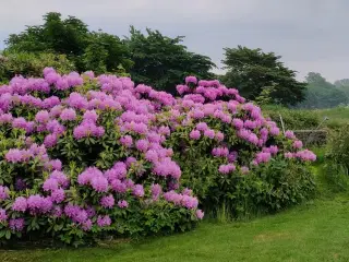 Gigantisk rododendron