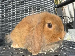 Skøn og tam løvevædder hun