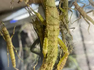 Vandrende rosengrene