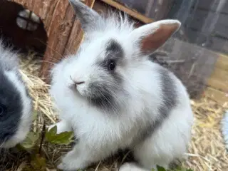 Minilop/Teddy dreng 