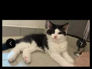 Kat