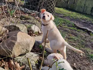 Schæfer Australien shepherd hvalpe