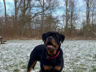 Rottweiler hvalpe 