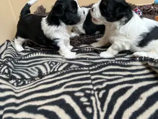 Blandingshvalpe Lhasa Apso / Bichon Havanais.