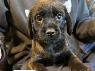 Dansk-svensk gårdhund blanding