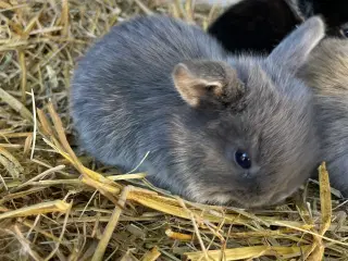 Kaninunger