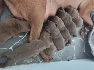 Brune labrador hvalpe