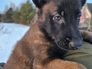 Hvalpe Belgisk Malinois med stamtavle