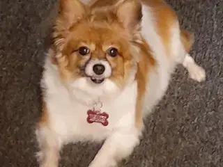 papilon eller anden lille hund KØBES